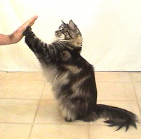 Thor's high five