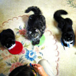 catpack3